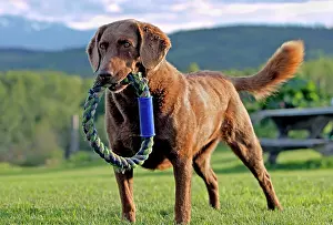 Chesapeake: Dog Chesapeake Bay Retriever with toy