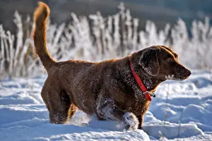 Chesapeake: Dog Chesapeake Bay Retriever walking in deep snow