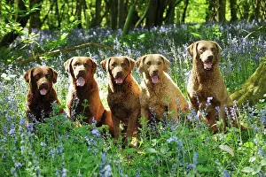 Nots: DOG. Chesapeake bay retrievers sitting in a row