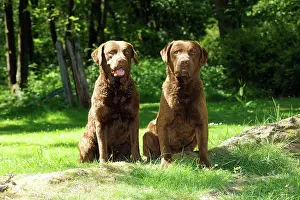 Chesapeake: DOG. Chesapeake bay retrivers sitting together on tree root