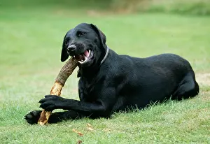 Gnawing: Dog - Chewing stick