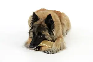 Chew: Dog chewing on a toy