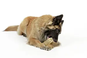 Chew: Dog chewing on a toy