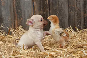 Fowls: DOG & CHICKEN