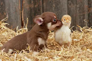 Fowls: DOG & CHICKEN