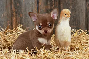 Chickens: DOG & CHICKEN