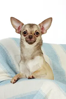 Sofas: DOG. Chihuahua