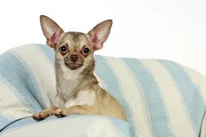Sofas: DOG. Chihuahua