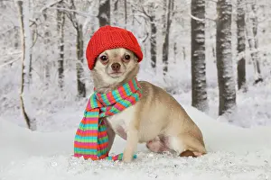Scarfs: DOG - Chihuahua
