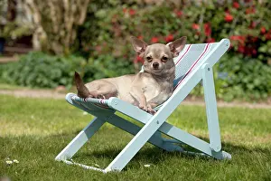 Deckchair: DOG - Chihuahua