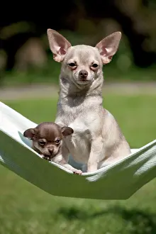 Hammocks: DOG - Chihuahua