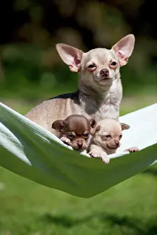 Hammocks: DOG - Chihuahua