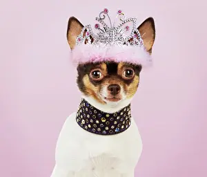 Tiara: DOG - Chihuahua