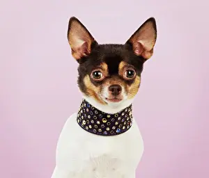 Studded: Dog Chihuahua
