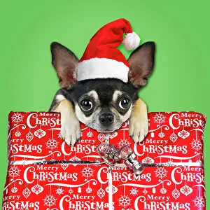 Worried: Dog Chihuahua