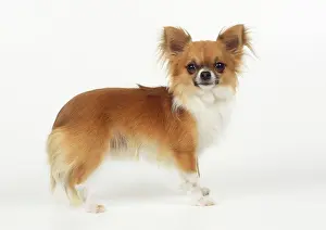 Chihuahua: DOG - Chihuahua
