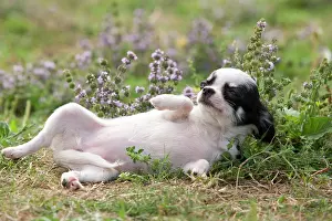 Submissive: Dog - Chihuahua - 8 week old puppy