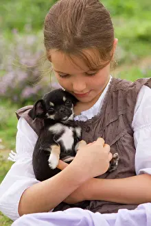 Cuddled: Dog - Chihuahua - 8 week old puppy being cuddled