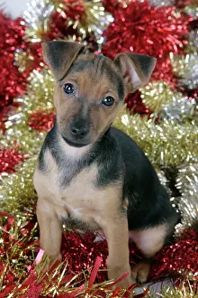 Tinsel: Dog - Chihuahua cross Dachshund - 7 week old puppy
