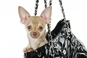 Handbag: DOG Chihuahua in handbag