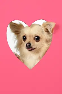 281020: DOG, Chihuahua, with head though pink heart shaped