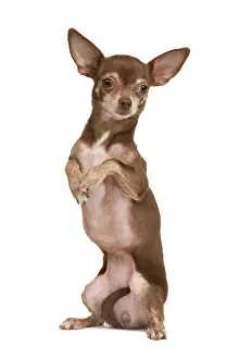 Tricks: Dog - Chihuahua on hind legs dog dancing in studio