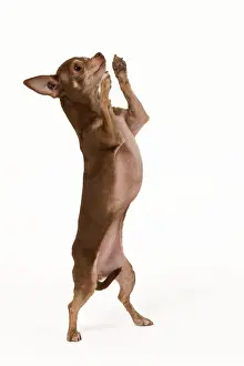 Tricks: Dog - Chihuahua on hind legs dog dancing in studio