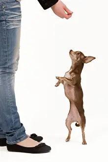 Tricks: Dog - Chihuahua on hind legs dog dancing in studio