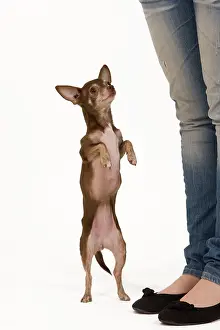 Tricks: Dog - Chihuahua on hind legs dog dancing in studio