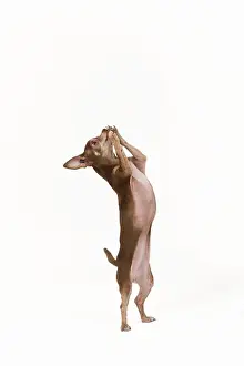 Tricks: Dog - Chihuahua on hind legs dog dancing in studio