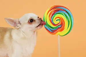 Lollipop: DOG. Chihuahua licking giant lollipop