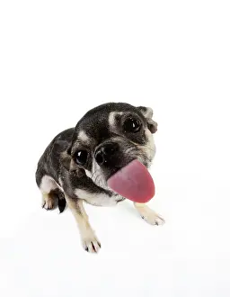 Screen: DOG. Chihuahua licking the screen