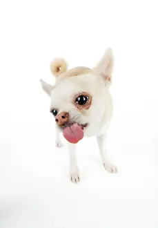 Screen: DOG. Chihuahua licking the screen