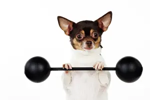 Weights: DOG Chihuahua lifting weights