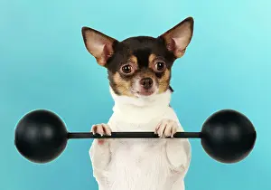 Weights: DOG Chihuahua lifting weights
