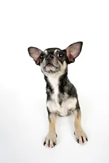 Ceiling: DOG. Chihuahua lying down looking towards ceiling