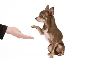 Tricks: Dog - Chihuahua with owner dog dancing in studio