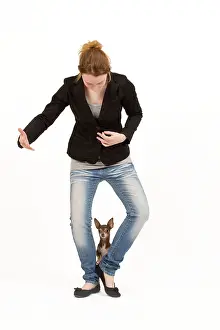 Tricks: Dog - Chihuahua with owner dog dancing in studio