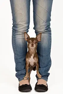Tricks: Dog - Chihuahua with owner dog dancing in studio