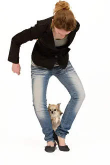 Tricks: Dog - Chihuahua with owner dog dancing in studio