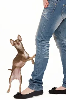 Tricks: Dog - Chihuahua with owner dog dancing in studio