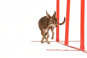 Obedience: Dog - Chihuahua performing agility tasks