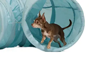 Exercising: Dog - Chihuahua performing agility tasks - coming
