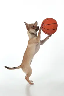 Basketball: DOG - Chihuahua playing basketball