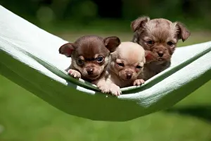 Huddled: DOG - Chihuahua puppies