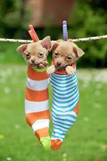 Sock: DOG - Chihuahua puppies hanging in socks (4 weeks)