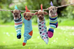 Line: DOG - Chihuahua puppies hanging in socks (two in