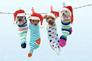 Stocking: DOG - Chihuahua puppies hanging in socks wearing