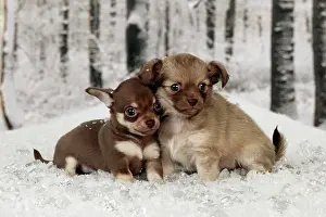 Babys: DOG - Chihuahua puppies sitting in snow (6 weeks)