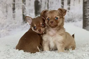 Babys: DOG - Chihuahua puppies sitting in snow (6 weeks)